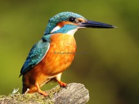 Tiere